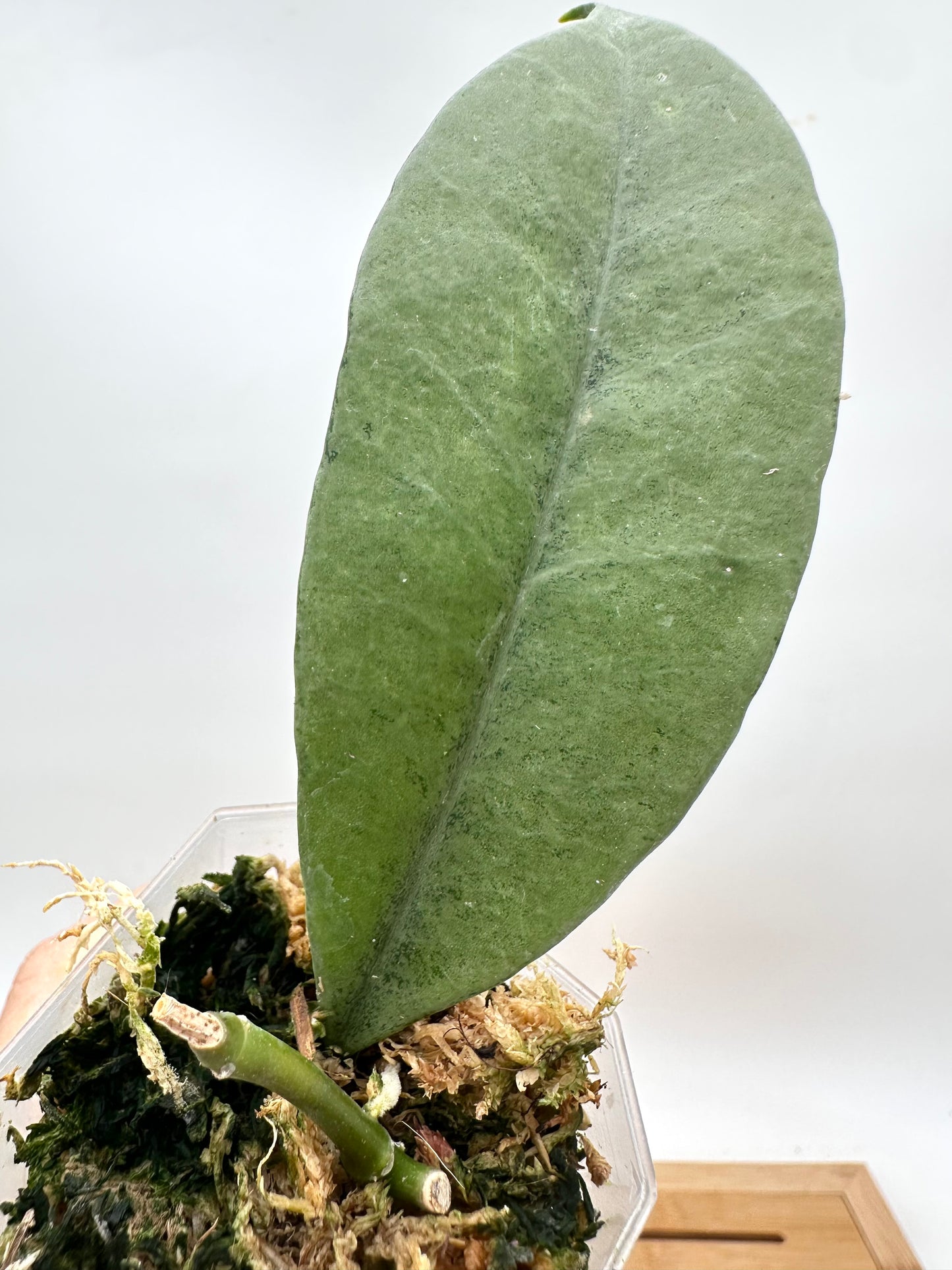 Hoya Griffithii Silver Ghost