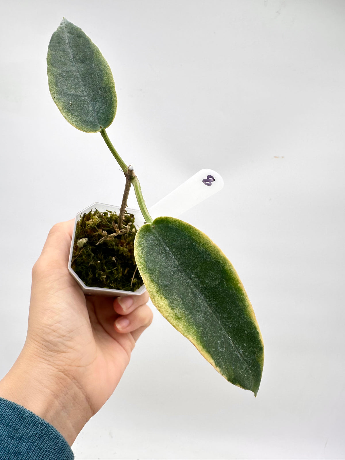 Hoya Archboldiana Albo Variegated