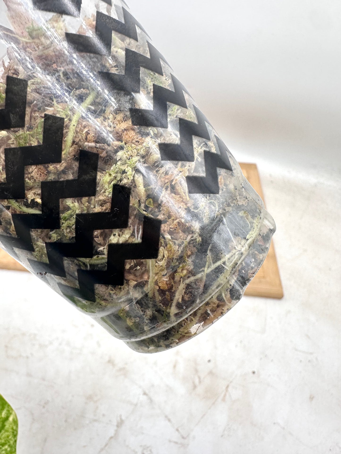 Alocasia Wentii Sunset Variegated - Grown from Big Corm