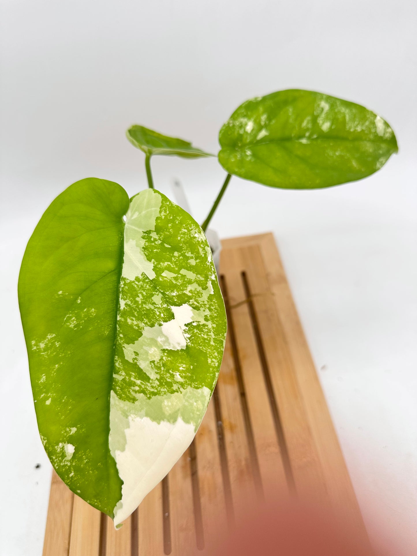 Syngonium Chiapense Albo Variegated