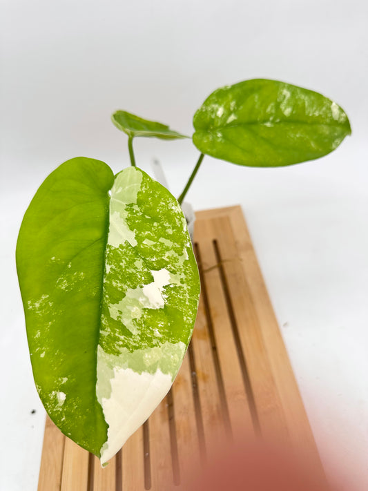 Syngonium Chiapense Albo Variegated