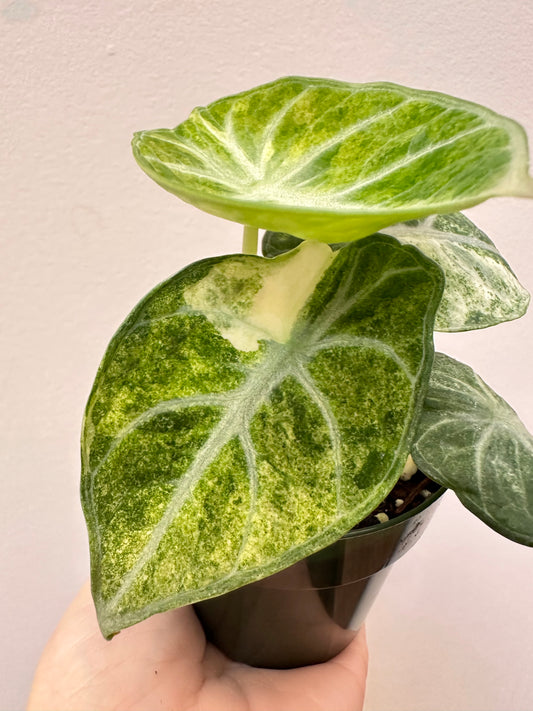 Alocasia Ninja Splash Tri-Colour