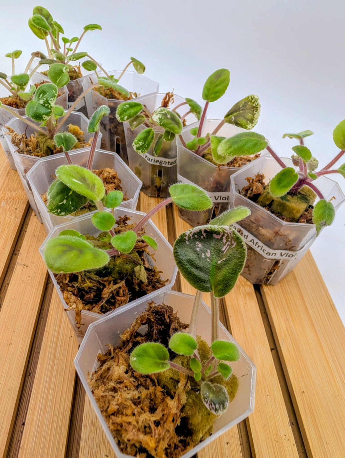 Variegated African Violet