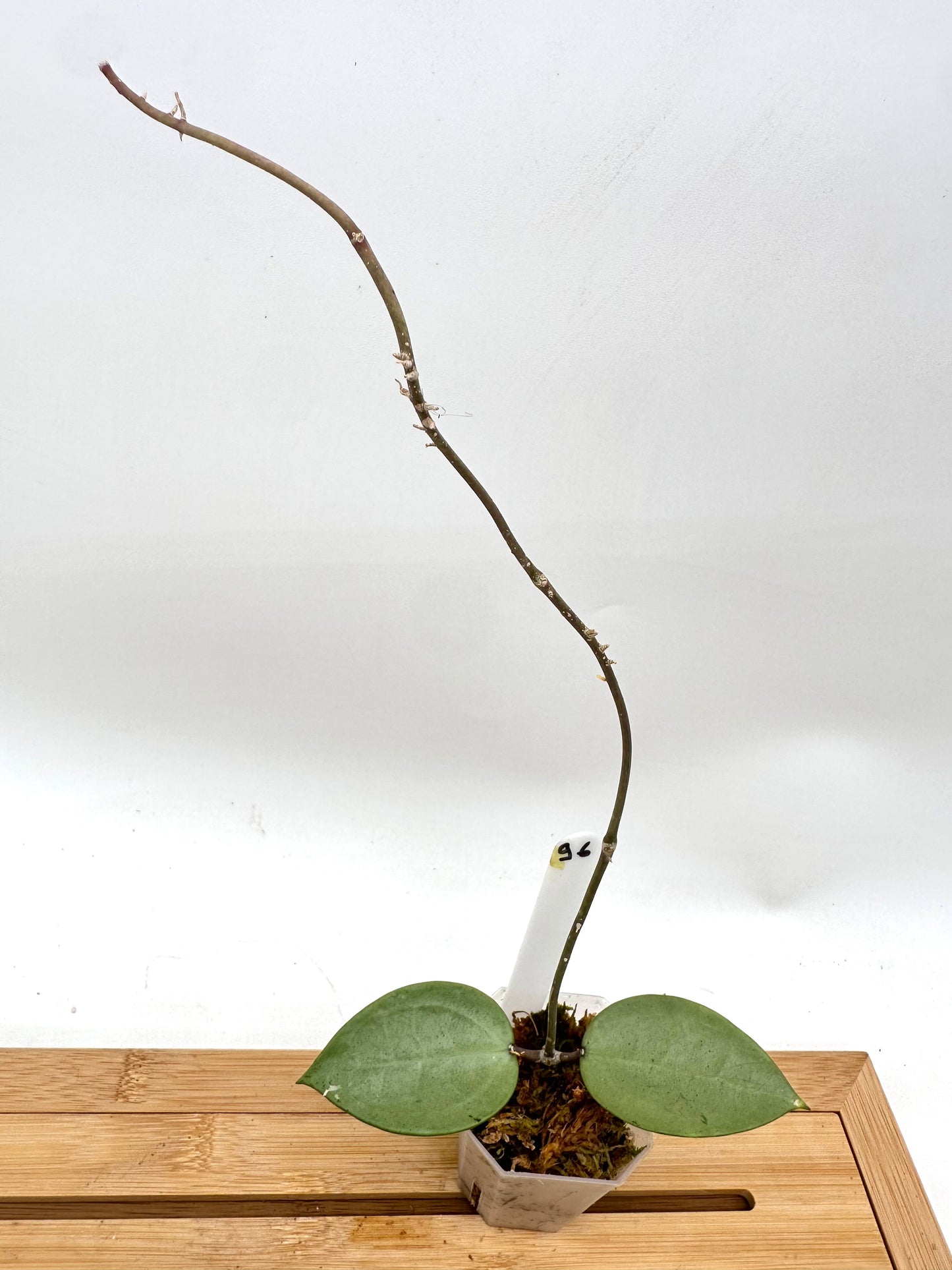 Hoya Verticillata ‘Silver Heart’