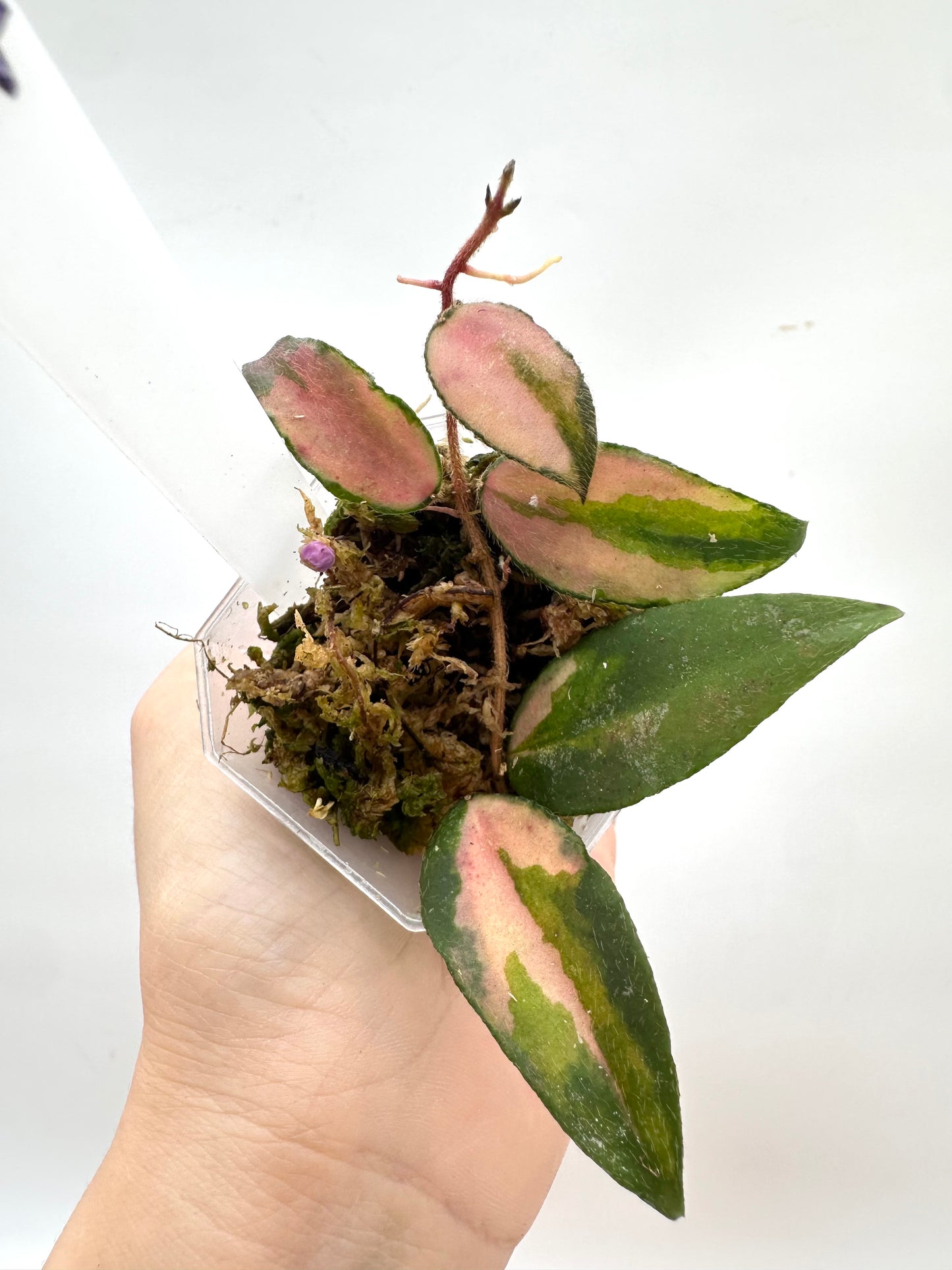 Hoya Caudata Variegated