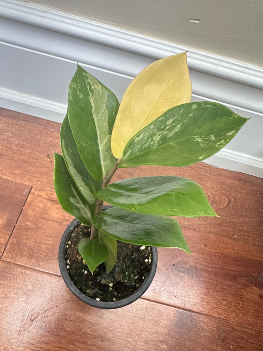 Variegated Zz