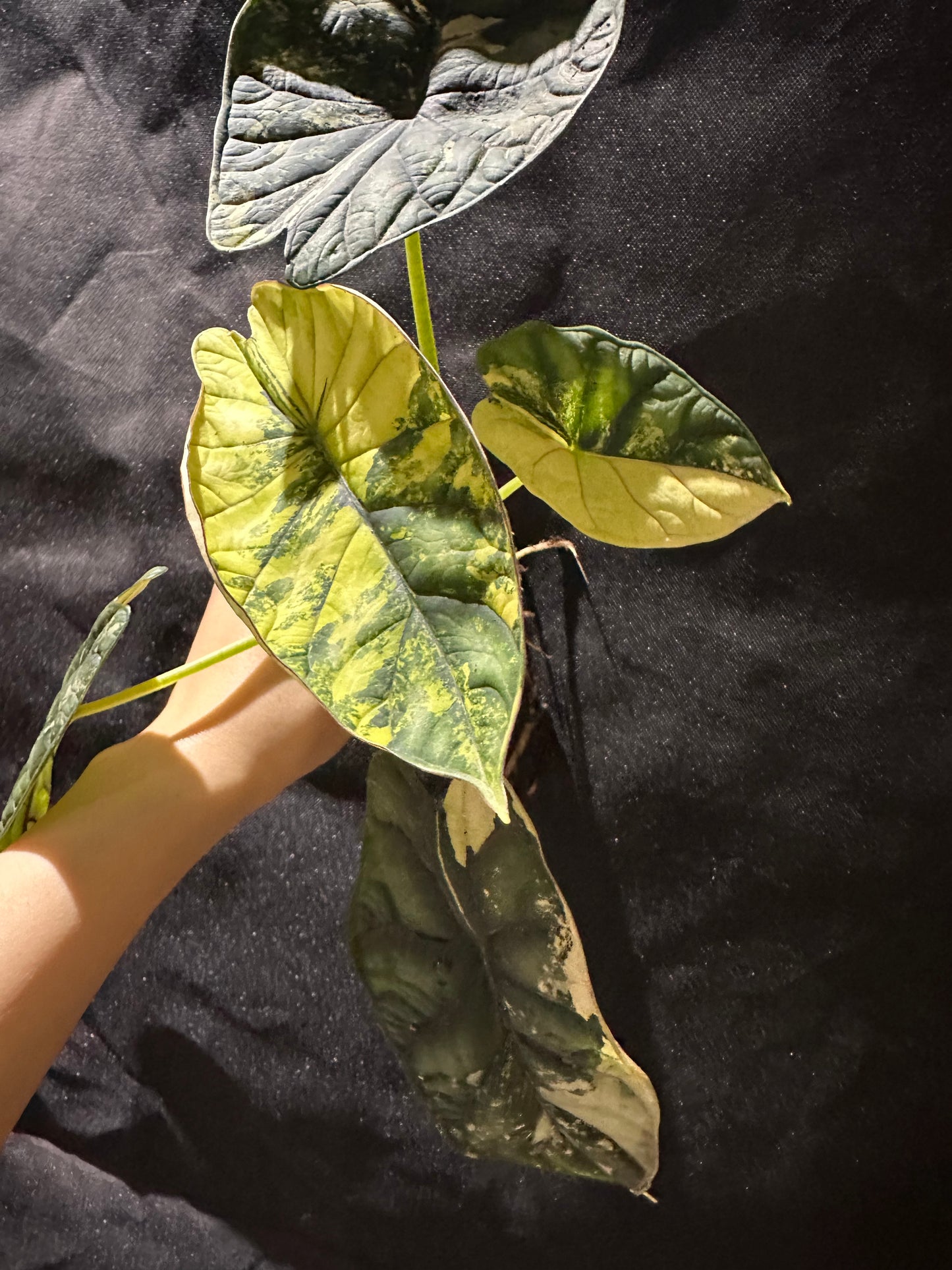 Alocasia Dragon Scale Variegated CORM
