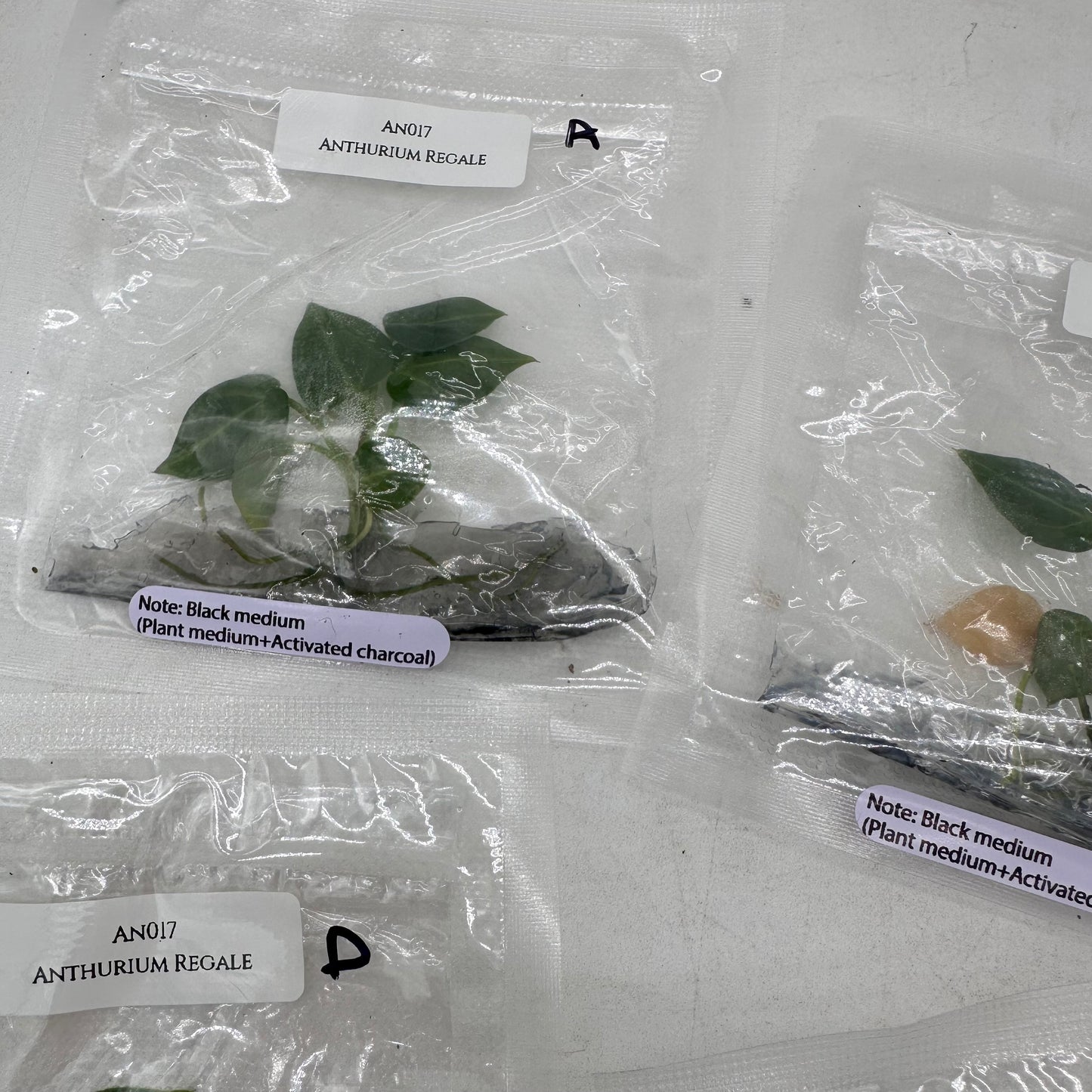 Tissue Culture - Anthurium Regale