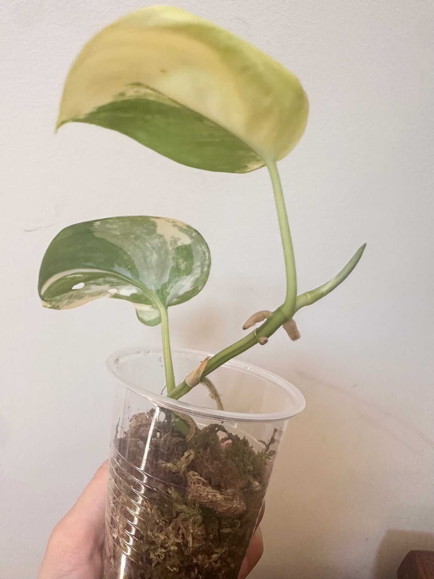 Scindapsus Jade Satin Variegated