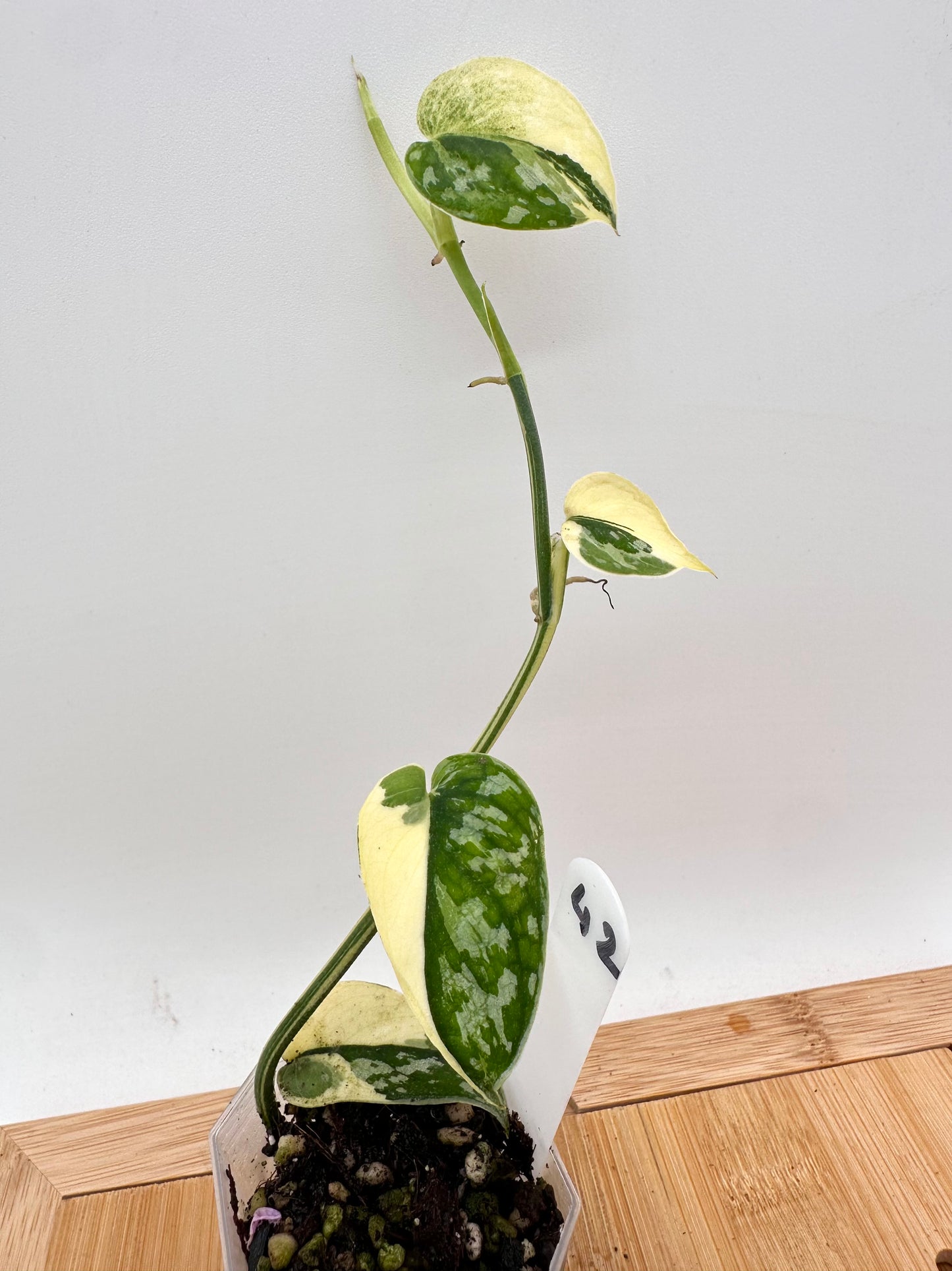 Scindapsus Mayari Variegated 042