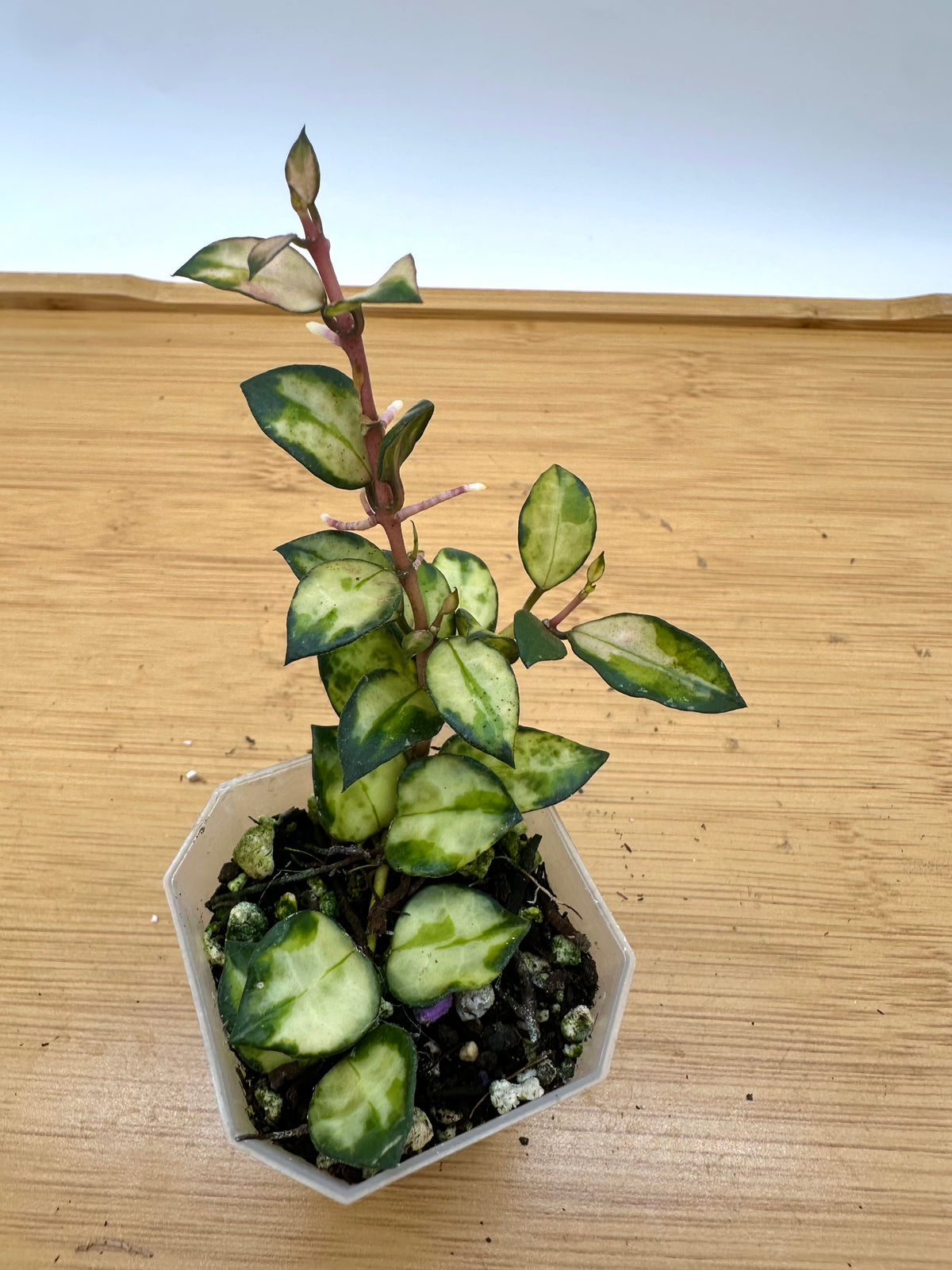 Hoya Lac. Bruno Tricolor