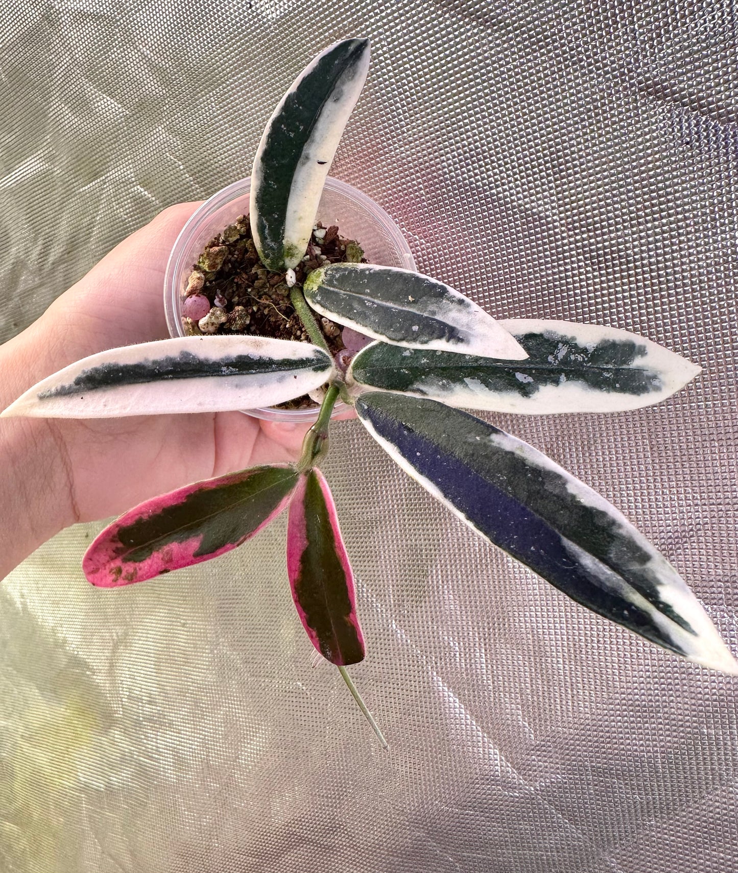 Hoya Lyi ‘Prism’ Pink Albo
