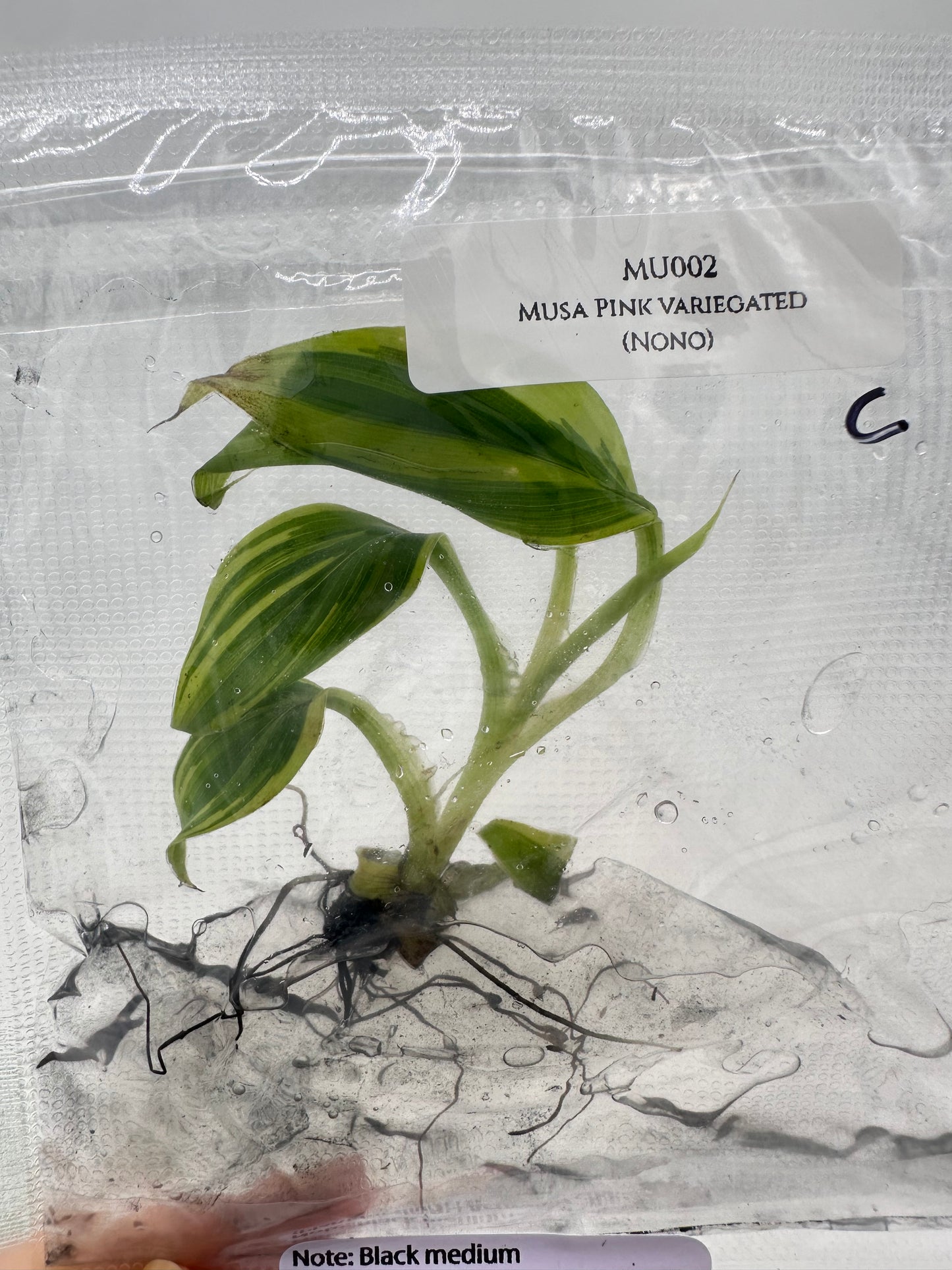 Tissue Culture - Musa Pink Variegated Banana Tree