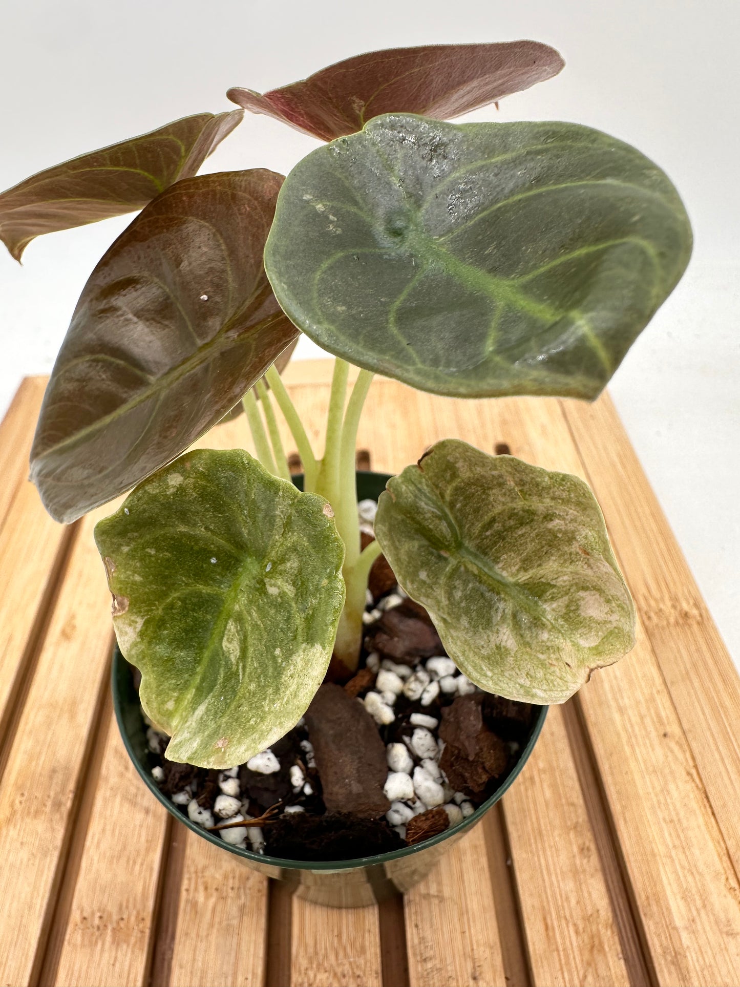 Thanksgiving Sales - Alocasia Cuprea Pink Mint Variegated