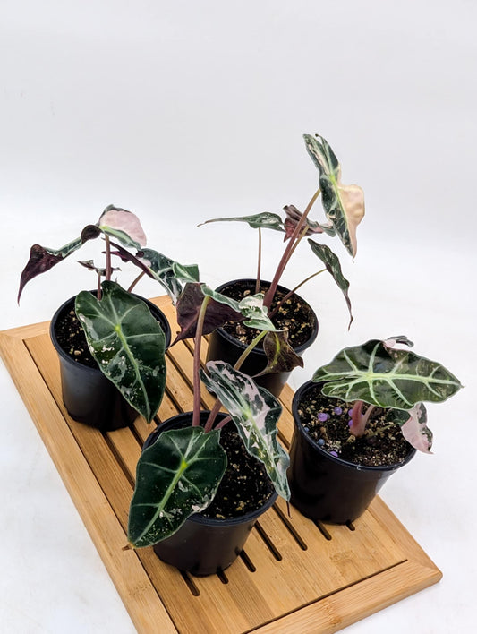 Alocasia Polly SnowFlake Pink Variegated 🩷