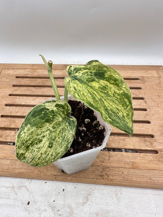 Scindapsus Halimoon Bottom Cut - Thanksgiving Sale 💚