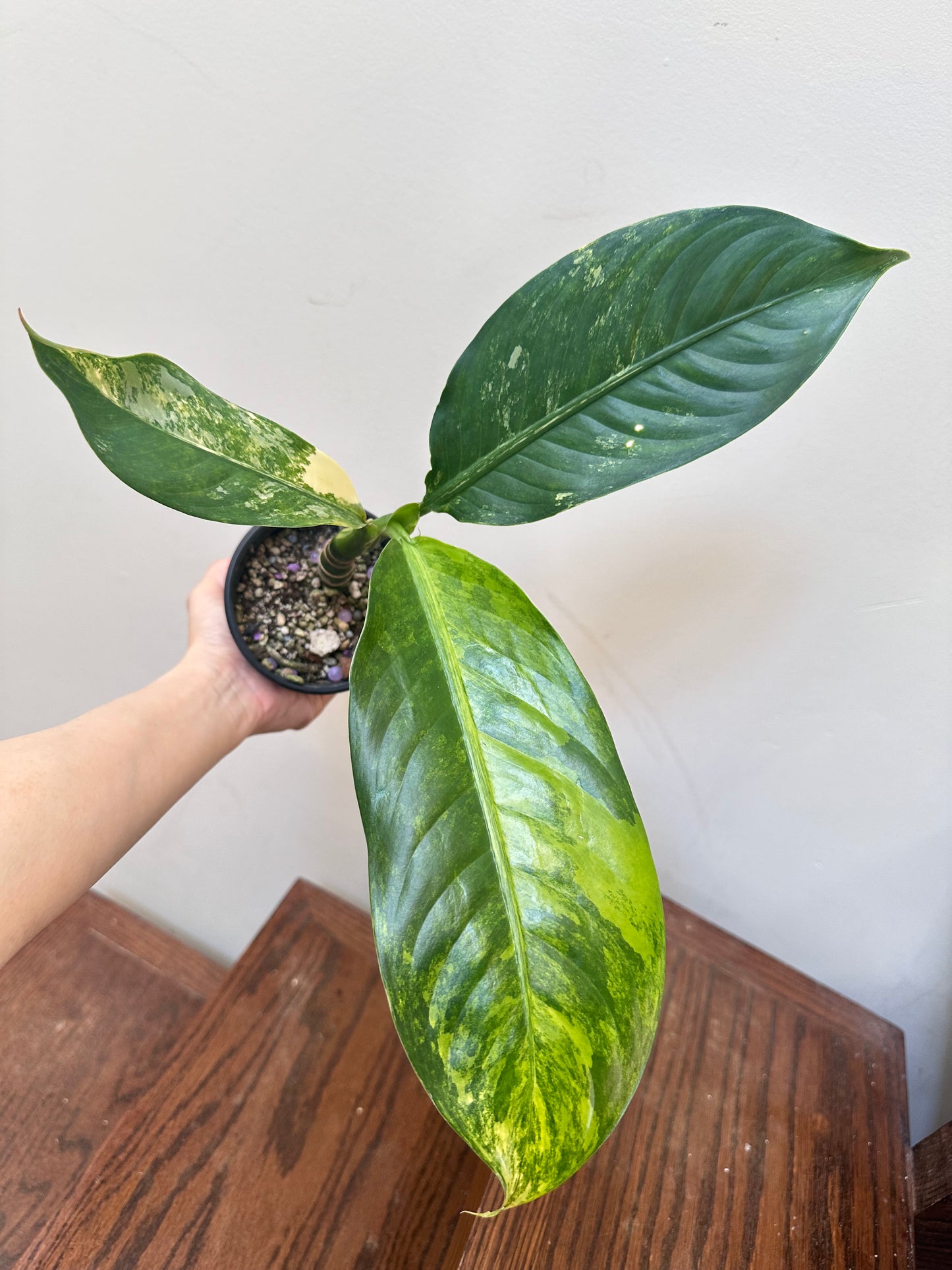Dieffenbachia ‘Big Ben’ Variegated