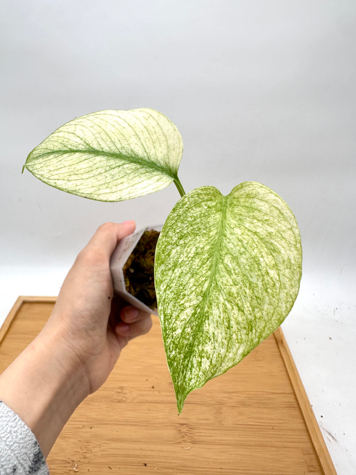 Monstera Mint