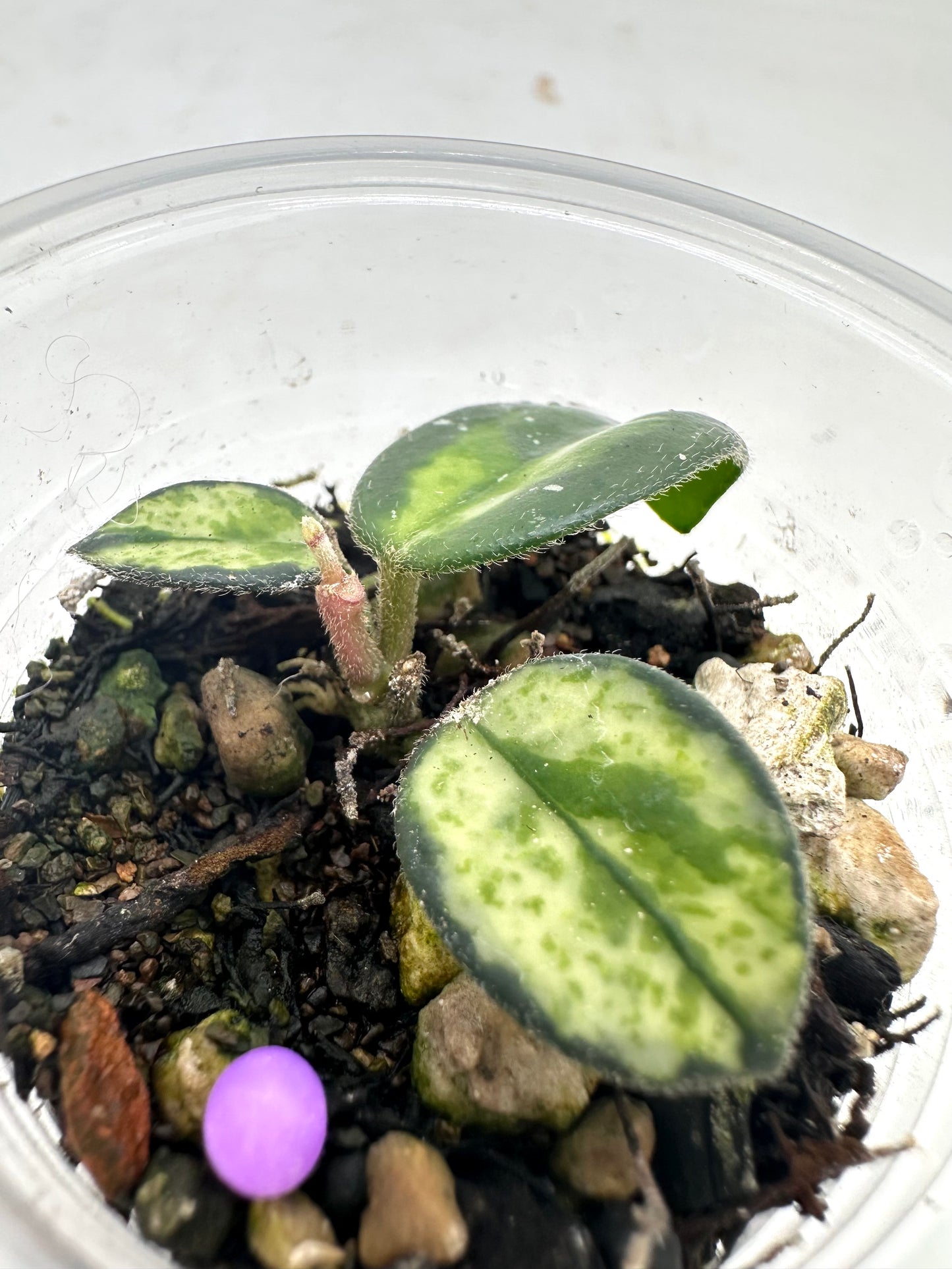 Hoya Mathilde Variegated - Activated New Growth