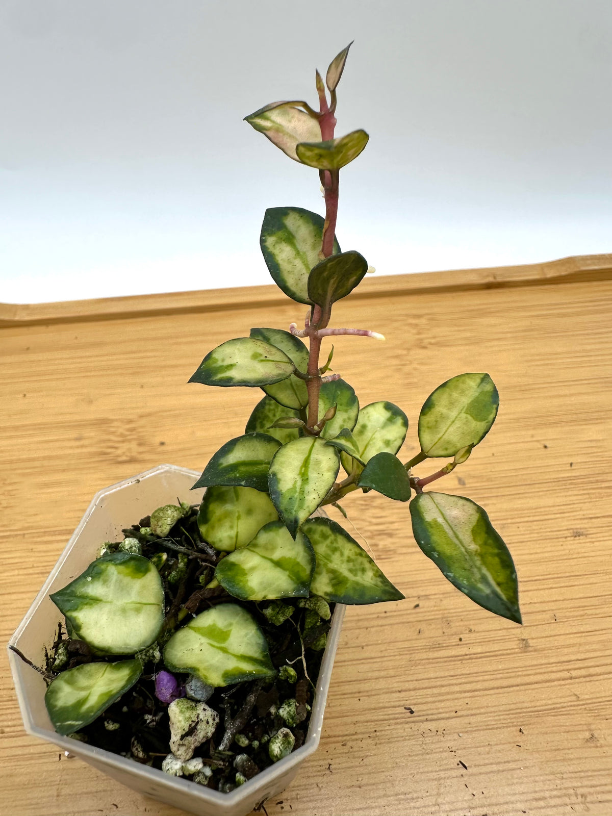 Hoya Lac. Bruno Tricolor