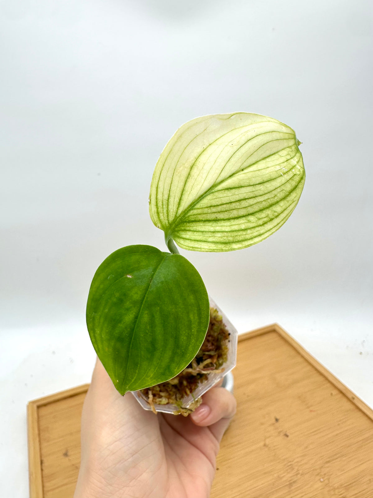 Scindapsus ‘White Monster’