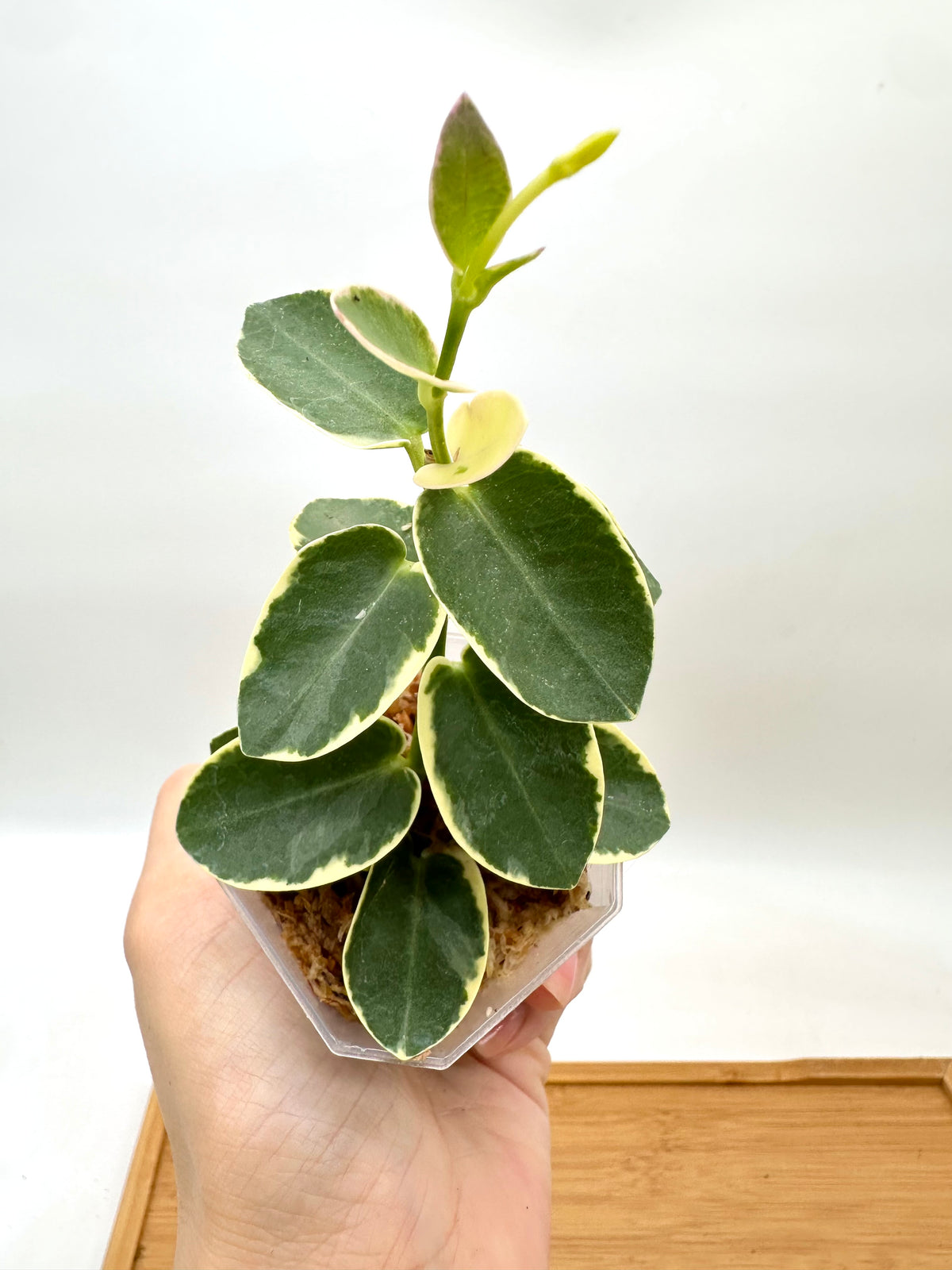 Hoya Cummingiana Albo