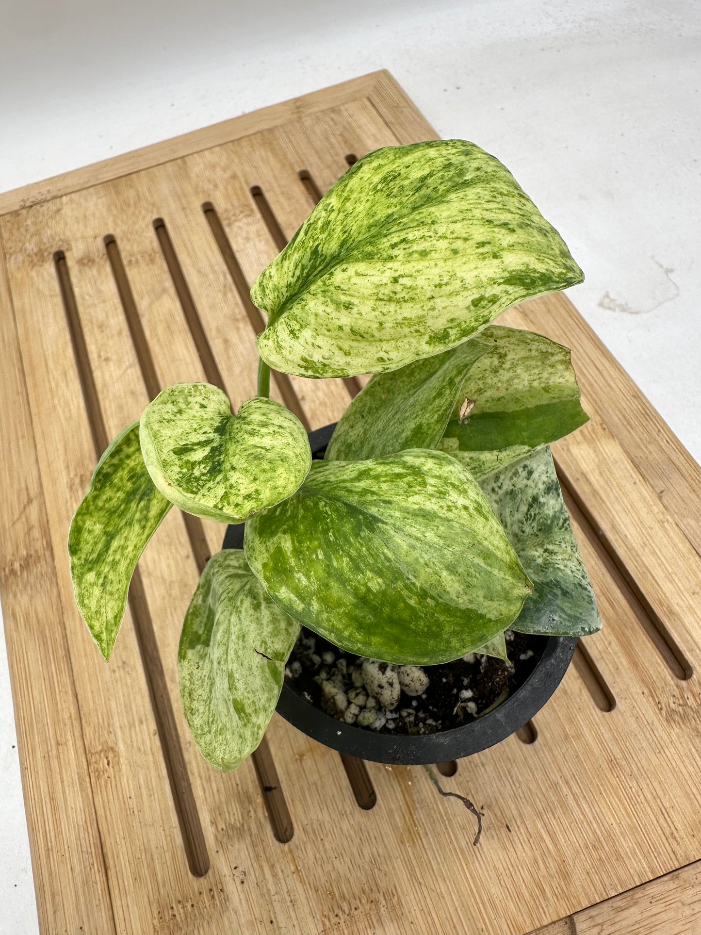 Scindapsus Marble Queen