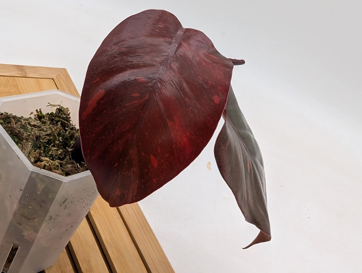 Philodendron Orange Princess Variegated