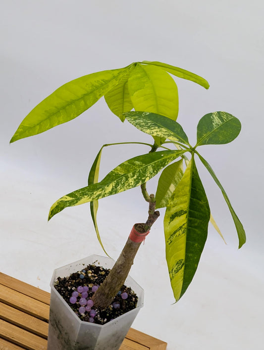 Money Tree Aurea Variegated - Grafted