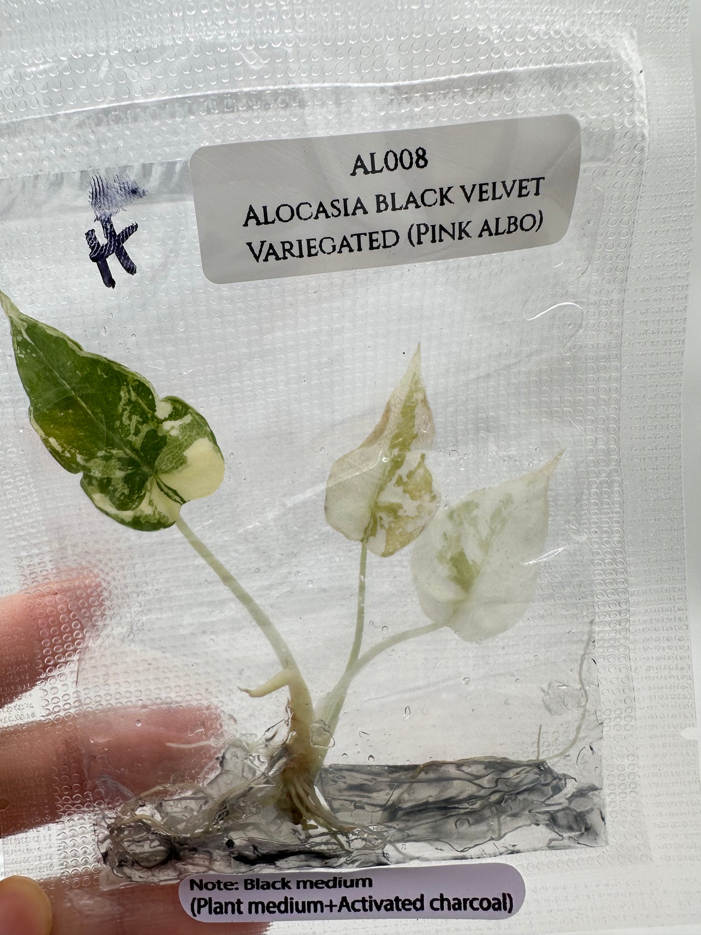 Tissue Culture - Alocasia Black Velvet Pink Albo Variegated