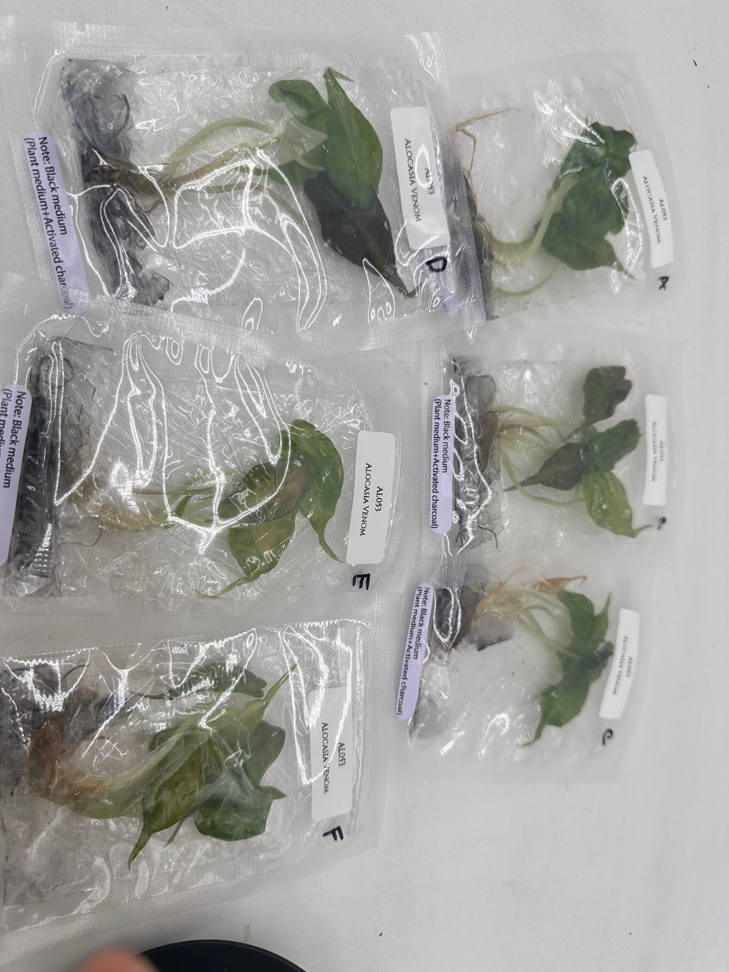 Tissue Culture - Alocasia Venom