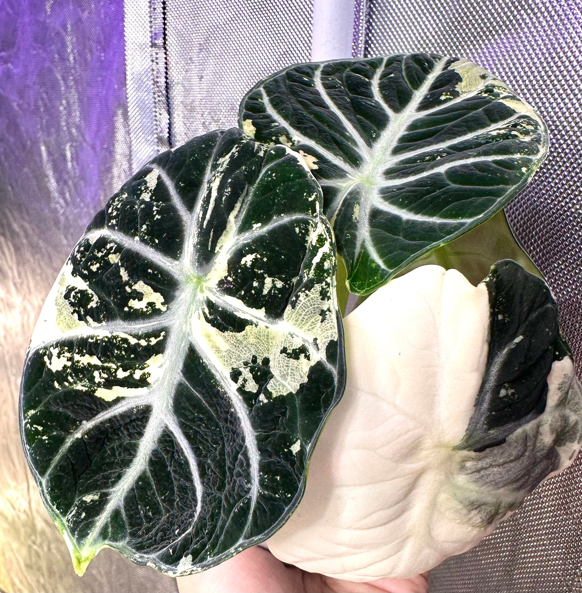 Alocasia Ninja Albo Variegated Corm