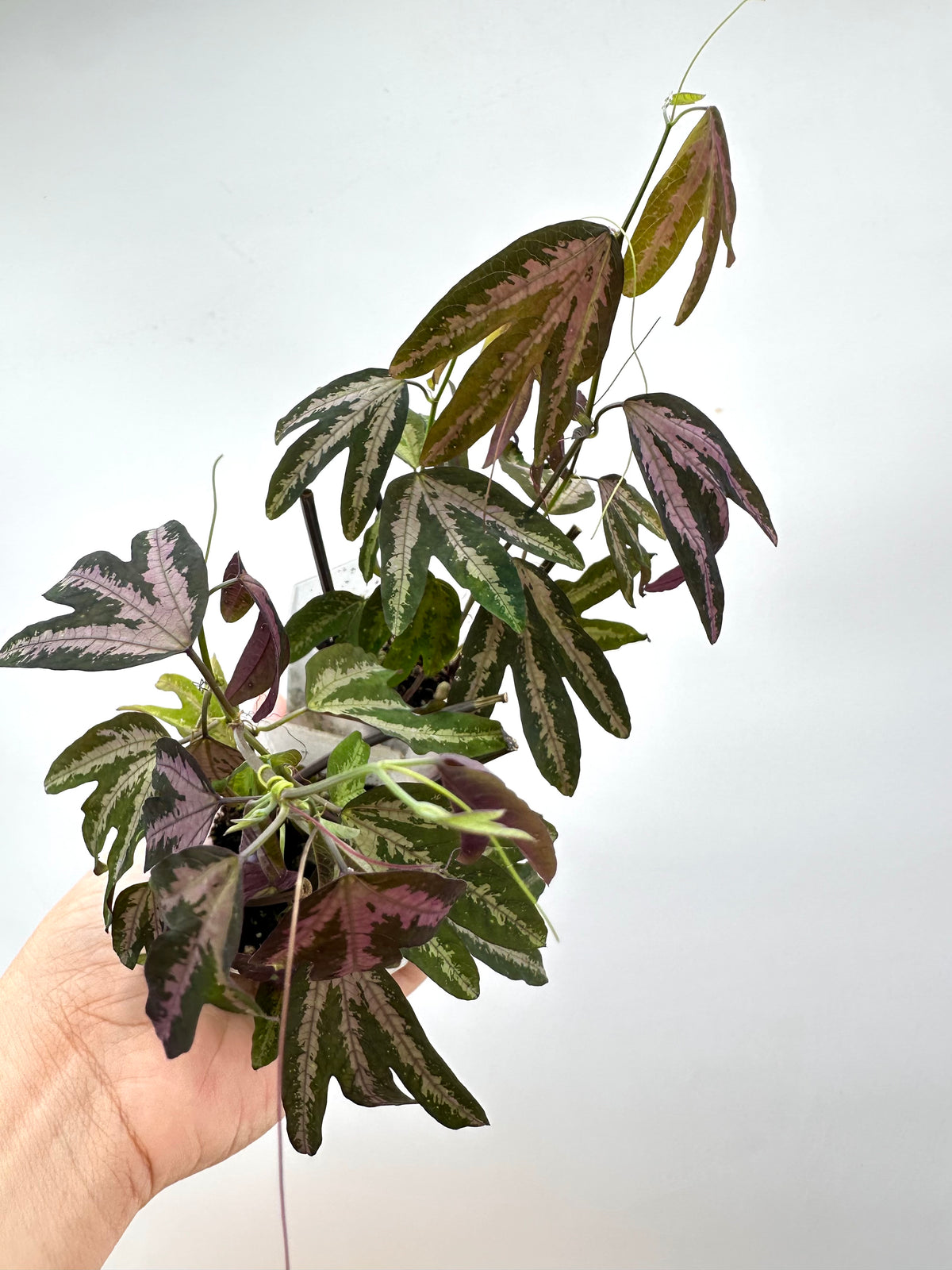 Passiflora Trifasciata Purple