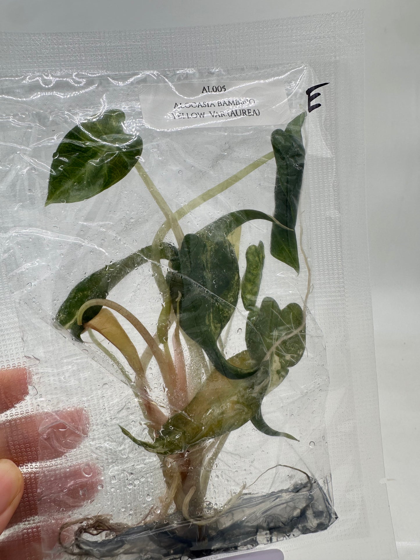 Tissue Culture - Alocasia Bambino Aurea Variegated