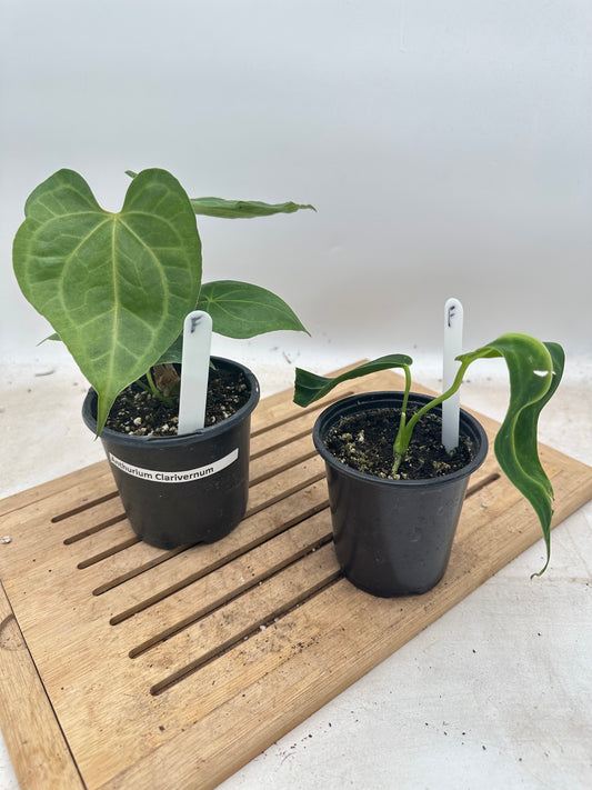 Combo Sale - Anthurium Clarivernum & Warrocquenum Dark Queen