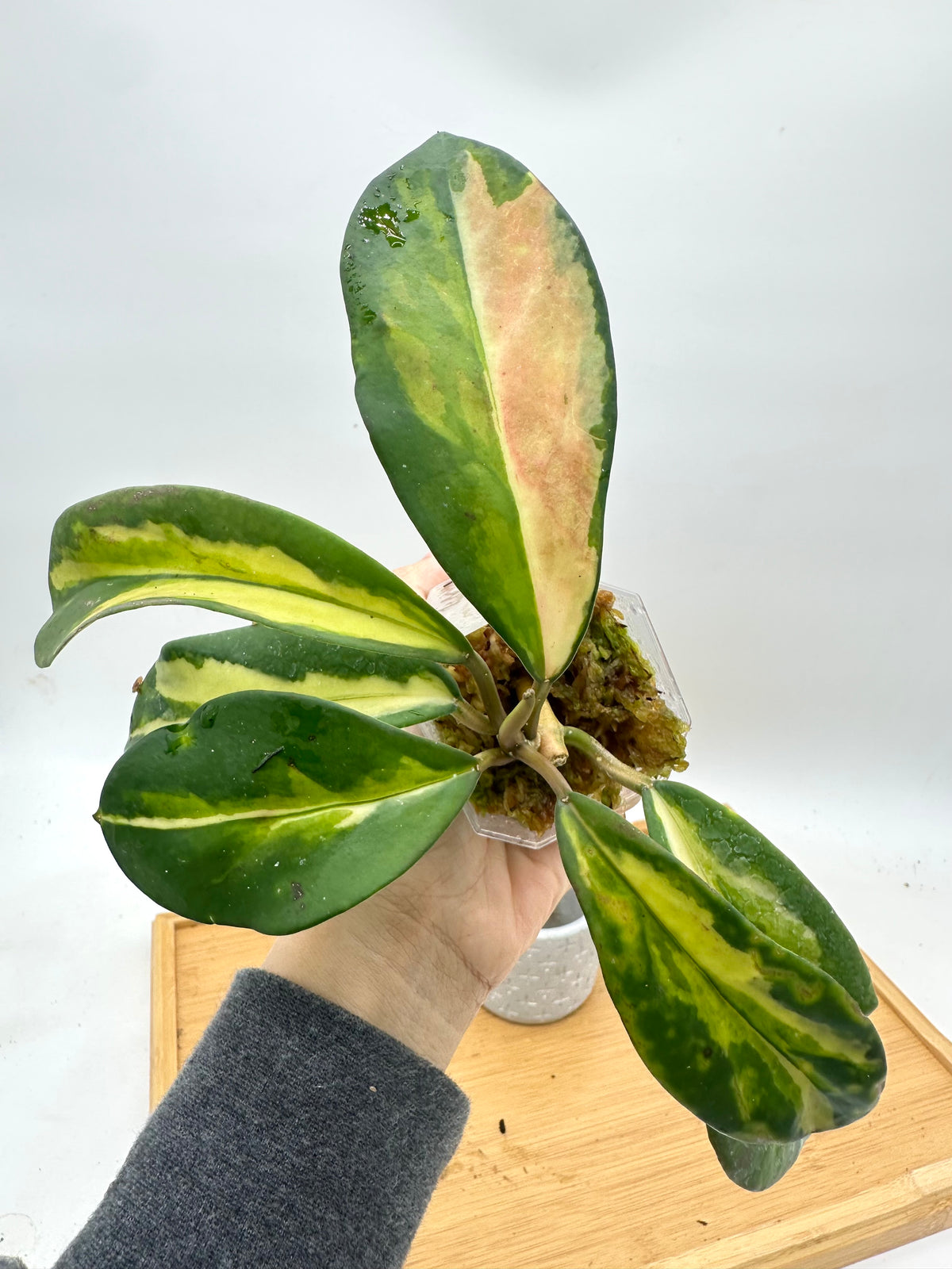 Hoya Diversifolia ‘Maharini’