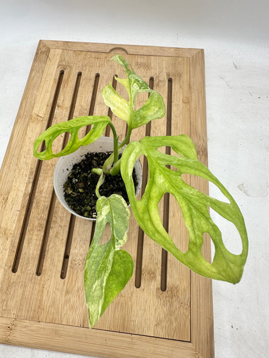 Monstera Adansonii Variegated