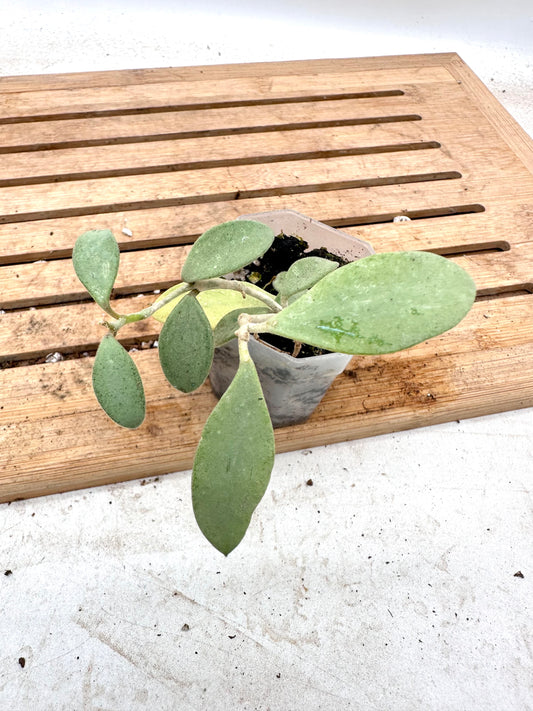 Hoya mummularioides Silver