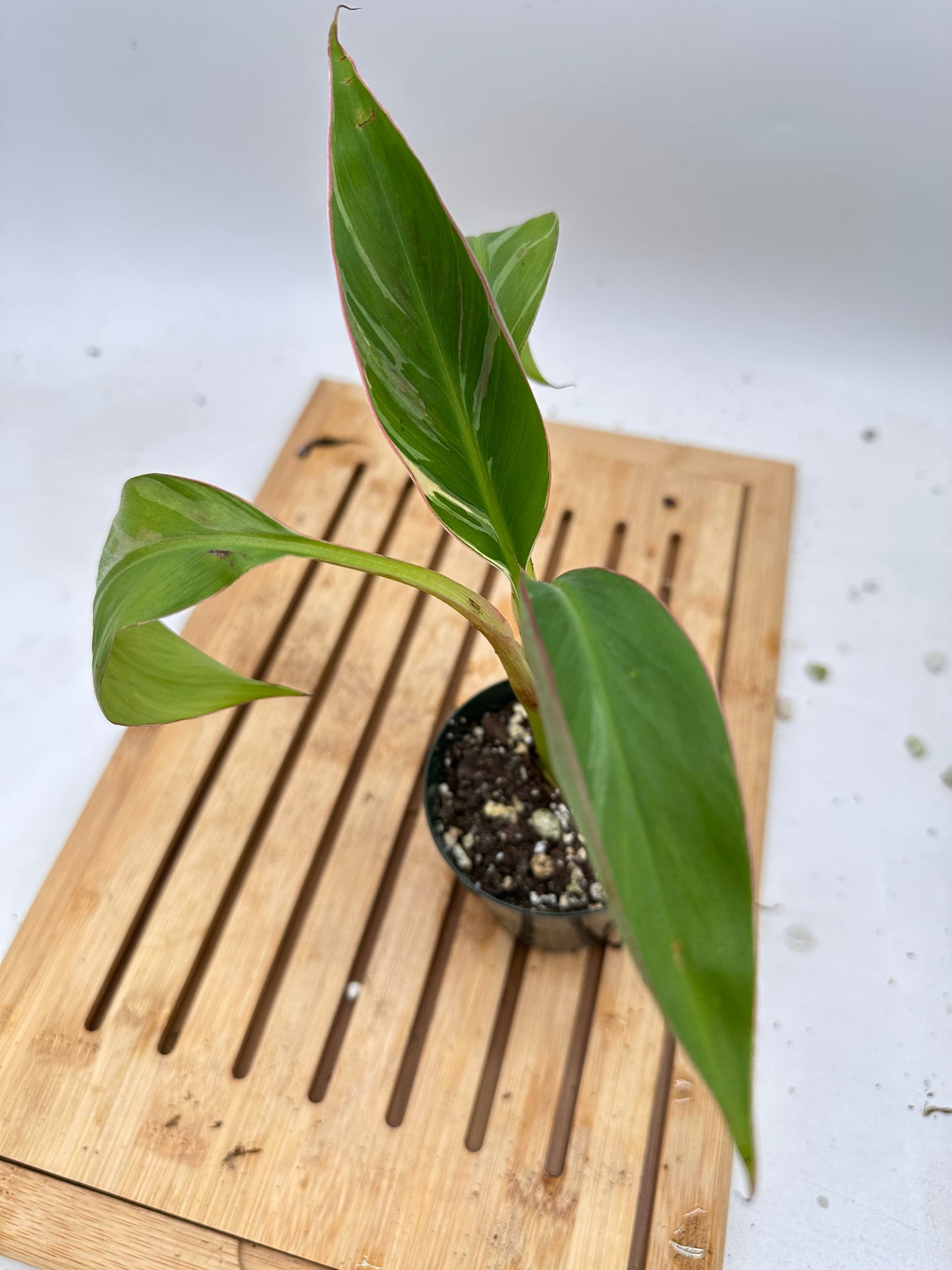 Musa Banana Nono (Pink Variegated)