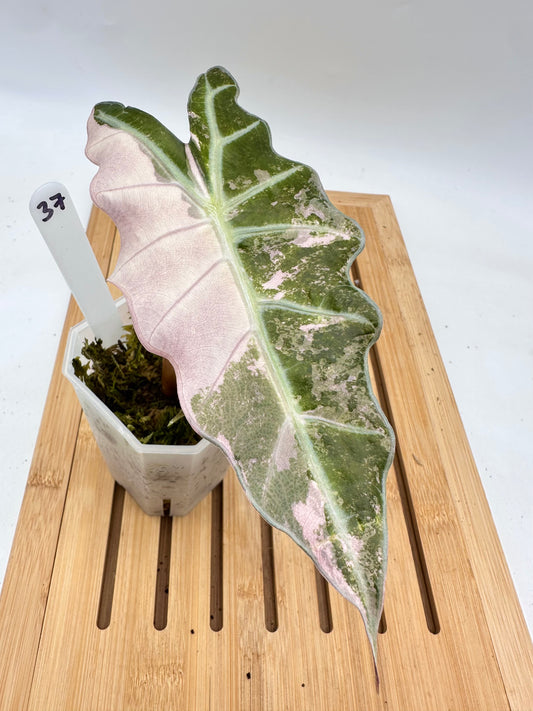 Alocasia Polly Pink Variegated - Clearance