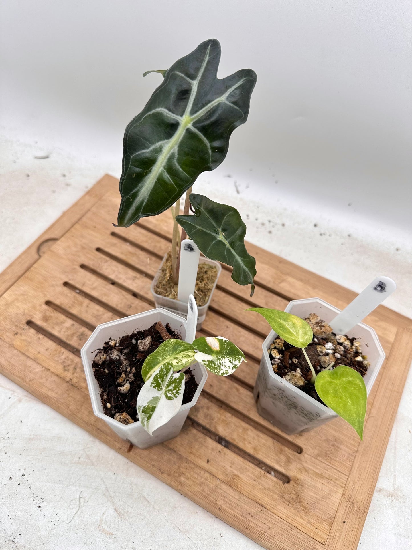 Combo Sale - Alocasia Venom & Alocasia Cucullata Mint Variegated & Alocasia Pink Dragon Albo Variegated