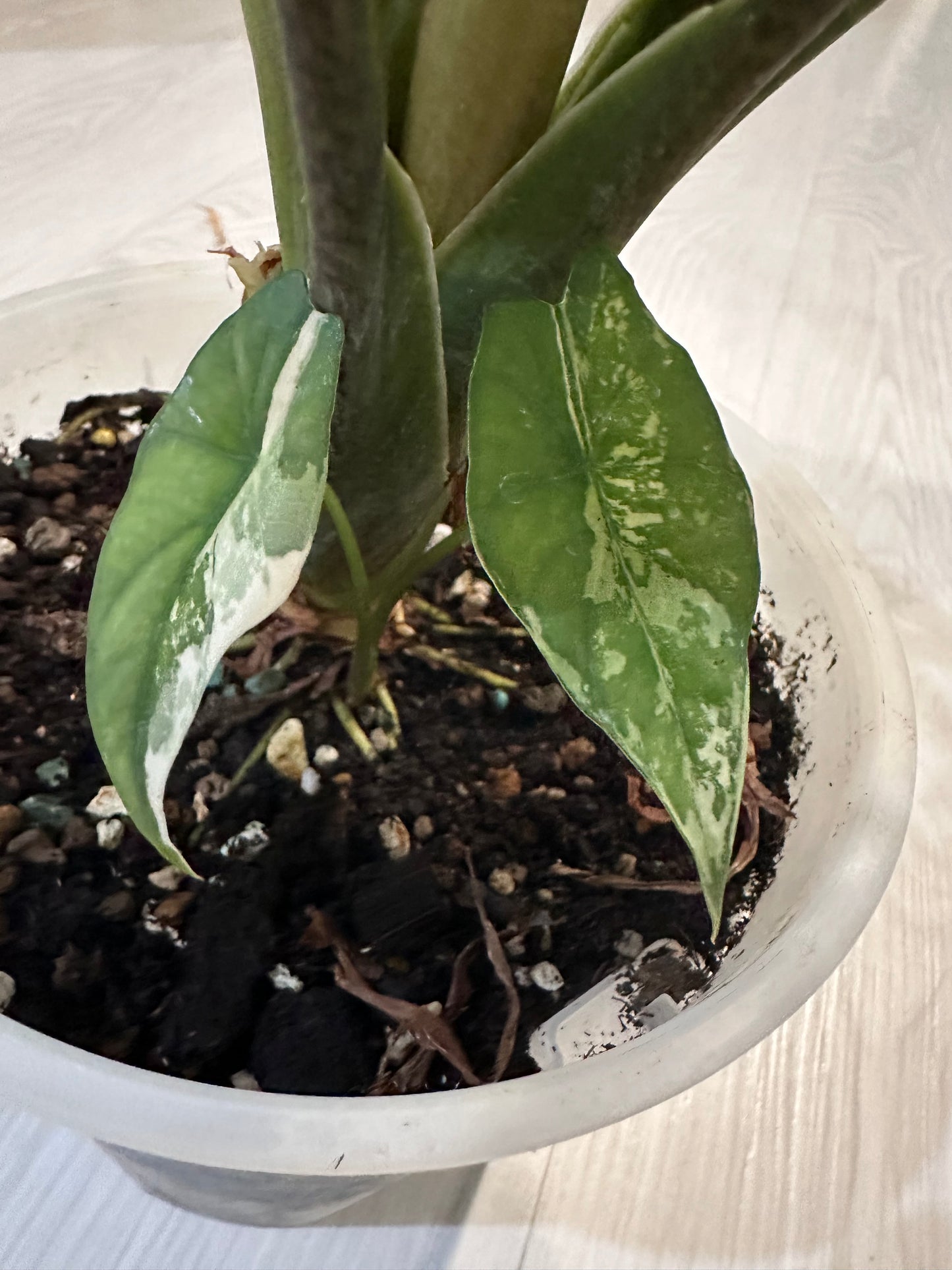 Alocasia Simpo Albo Variegation - CORM