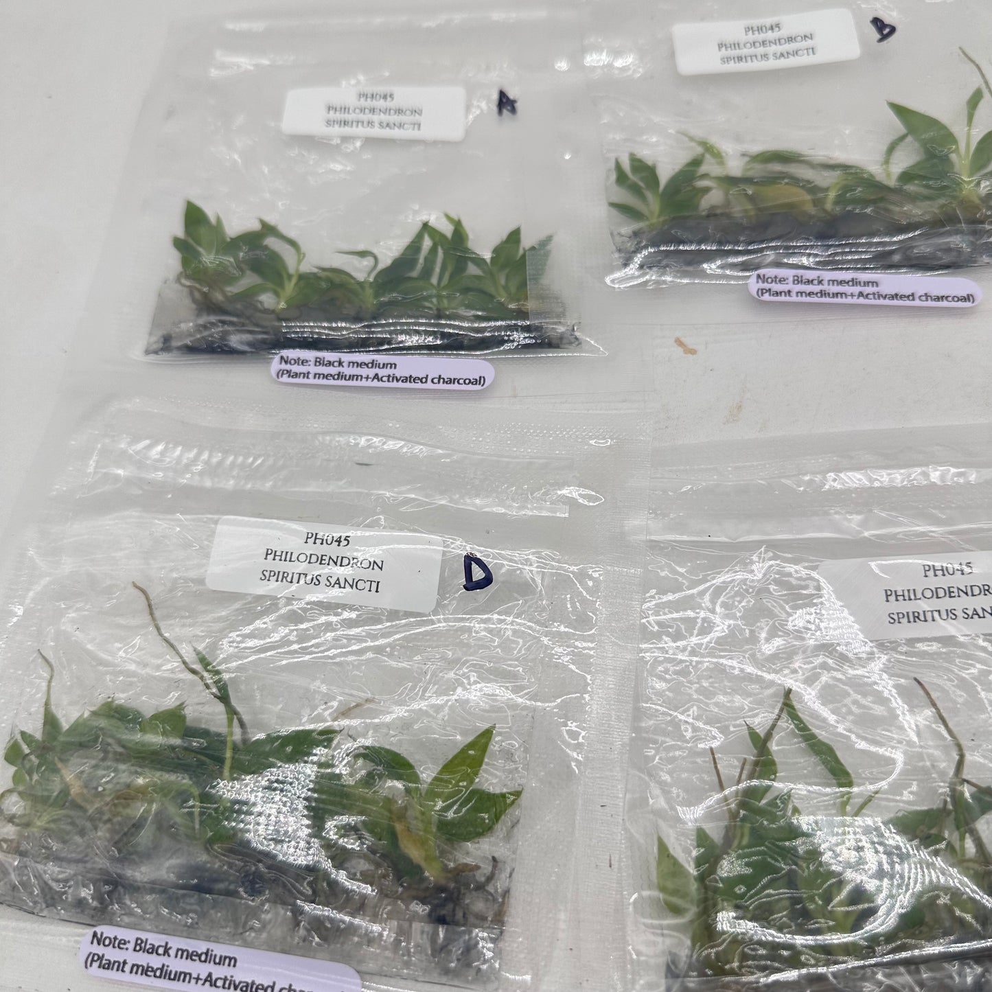 Tissue Culture - Philodendron Spiritus Sancti - Bag of 5