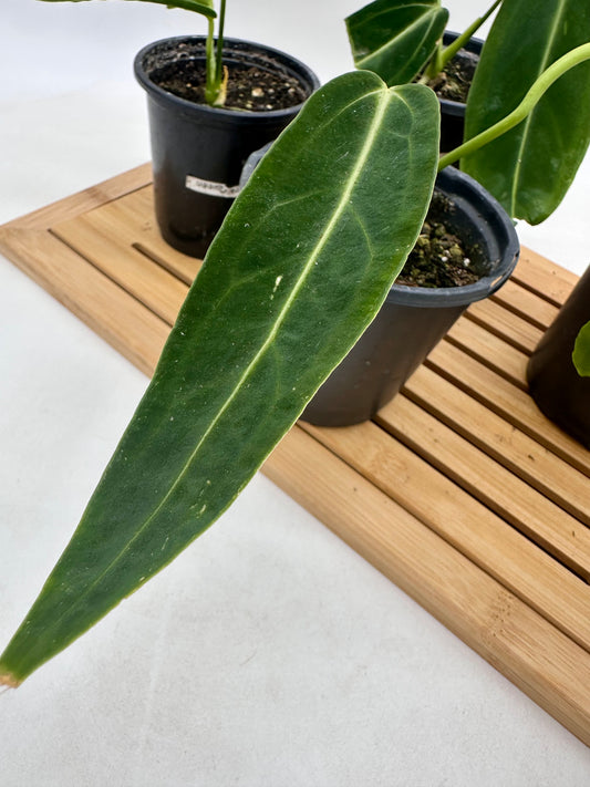 Anthurium Warrocquenum Queen