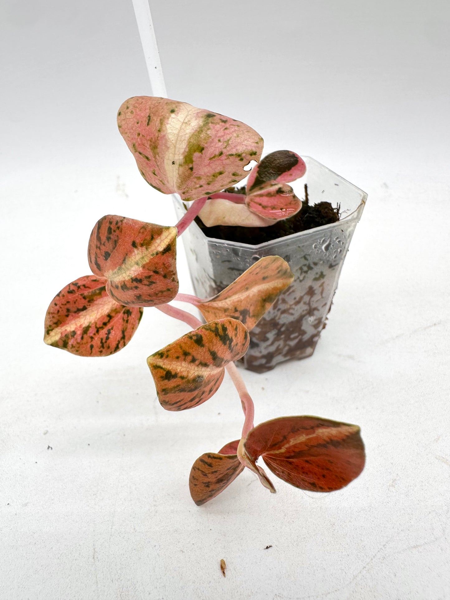 Peperomia Metallica Orange Variegated 080