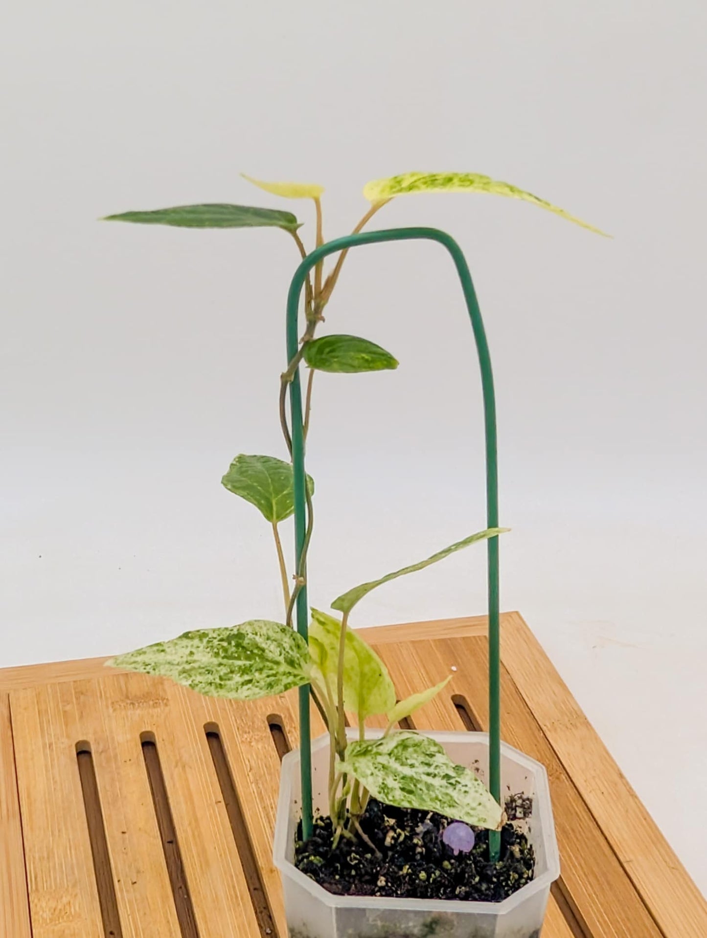 Piper Macropiper Variegated - Multiple Growths