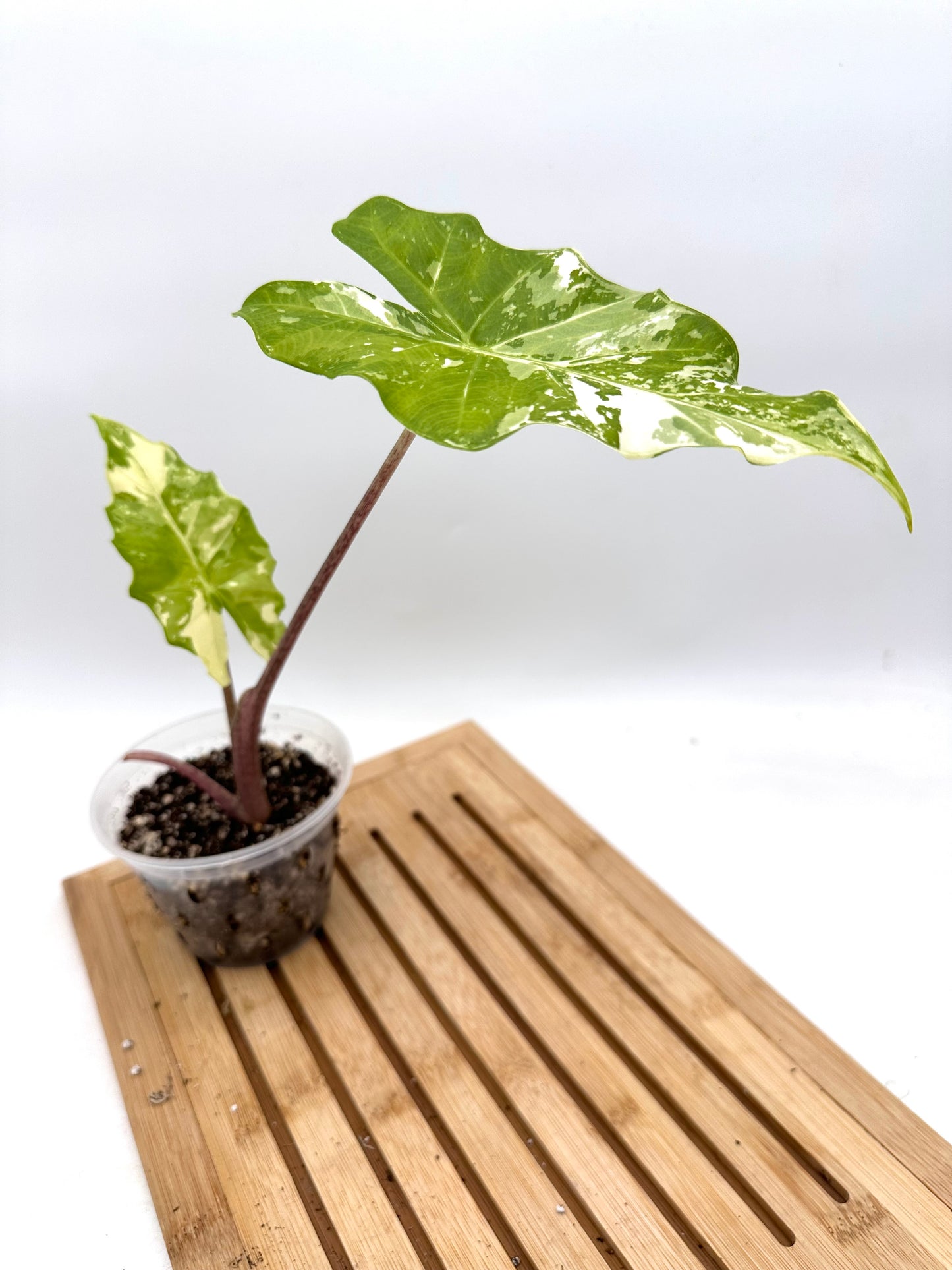 Thanksgiving Sales - Alocasia Portora Variegated