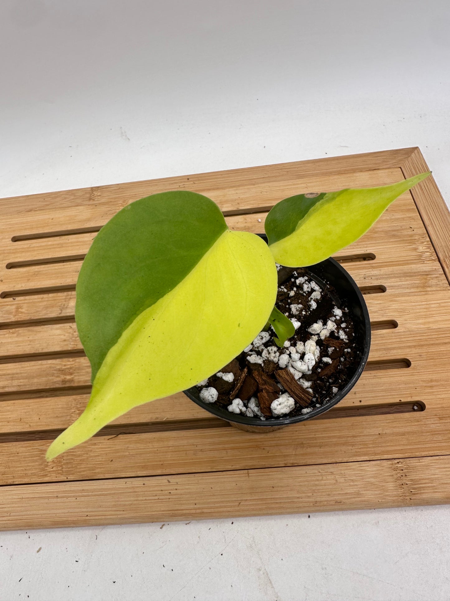 Monstera Light Lime
