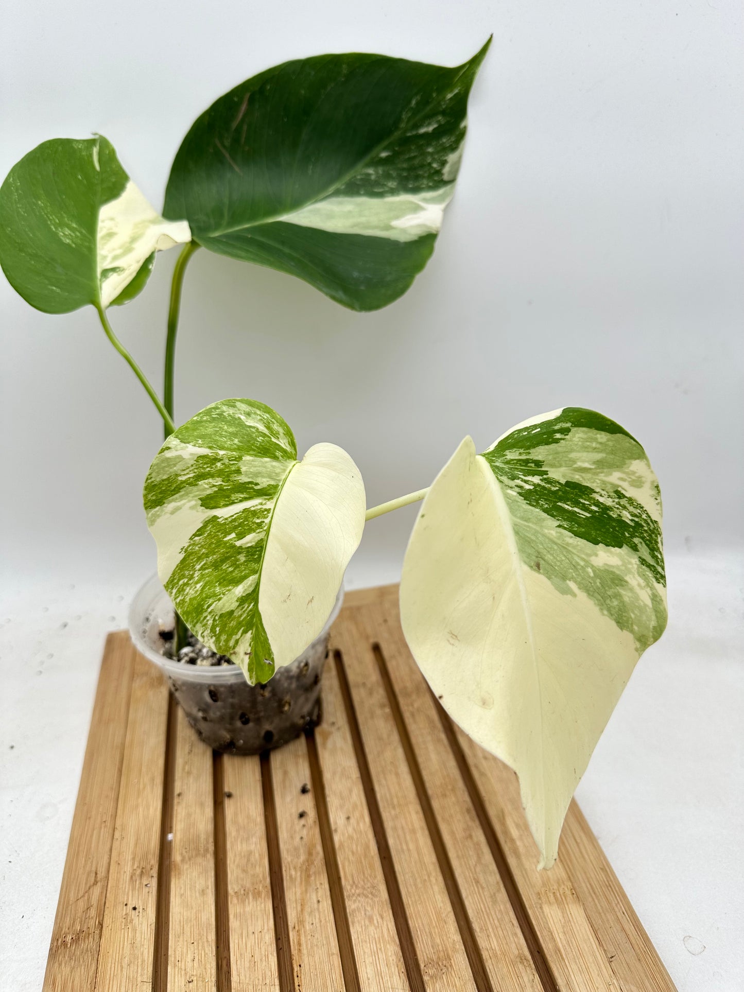 Black Friday Sales - Monstera Albo