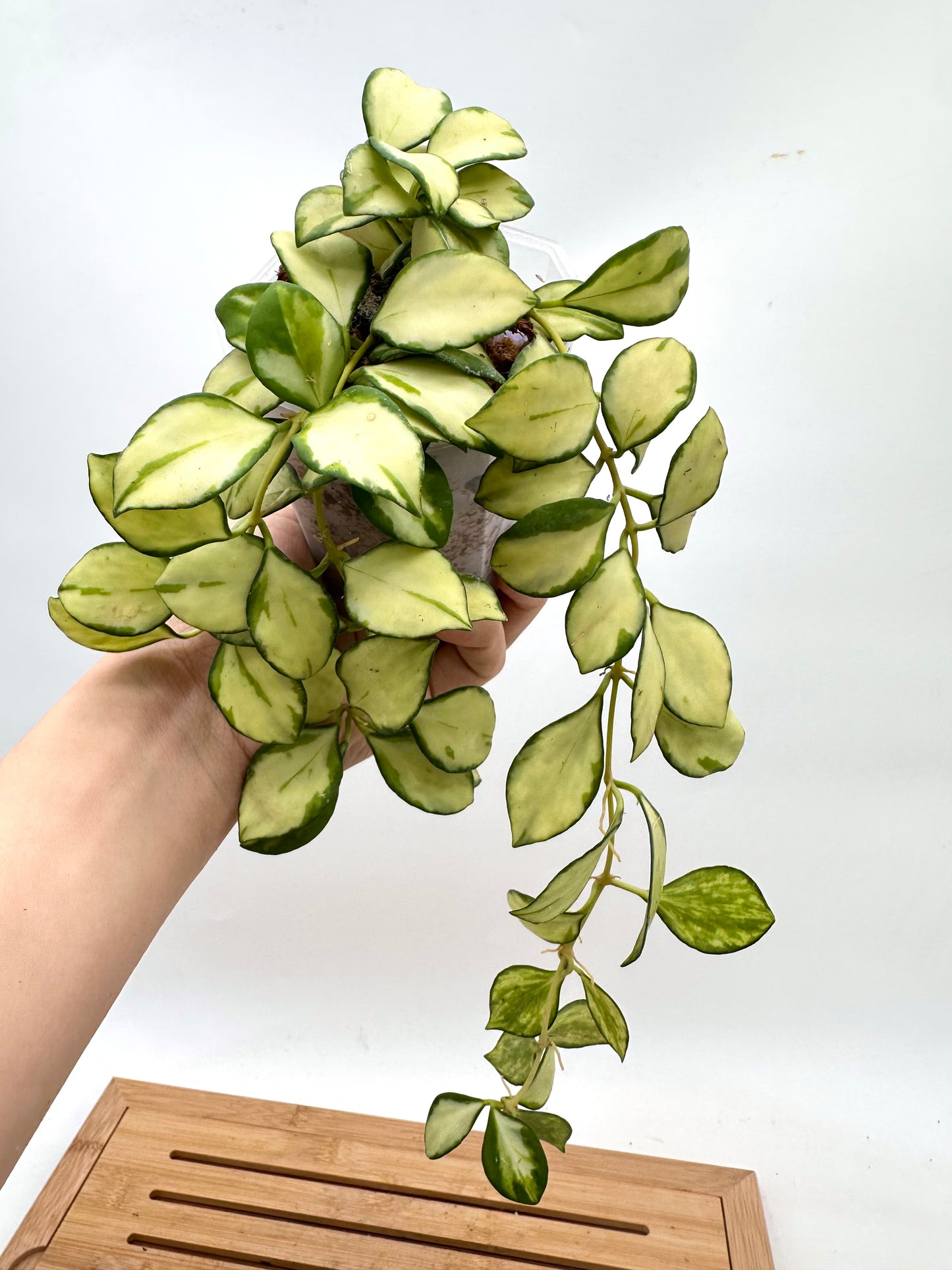 Hoya Heuschkeliana Inner Variegated - Multiple Growths